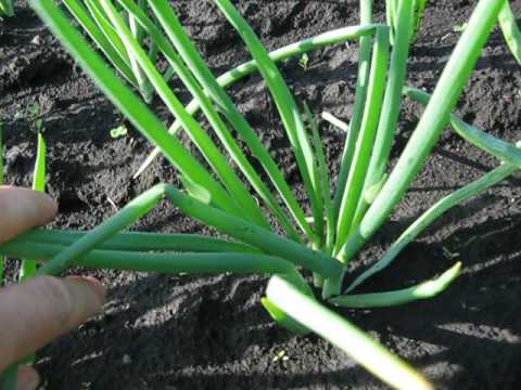 หัวหอมตระกูล