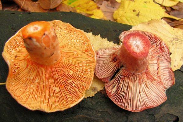 champignons lactaires au safran