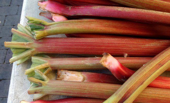 tiges de rhubarbe