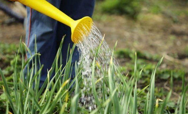 การรดน้ำหัวหอม