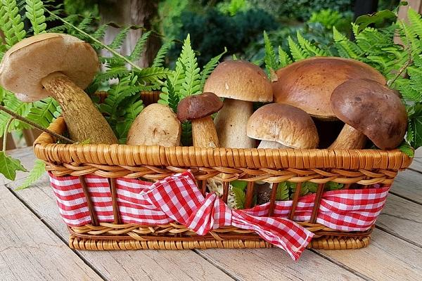 เห็ดพอร์ชินี