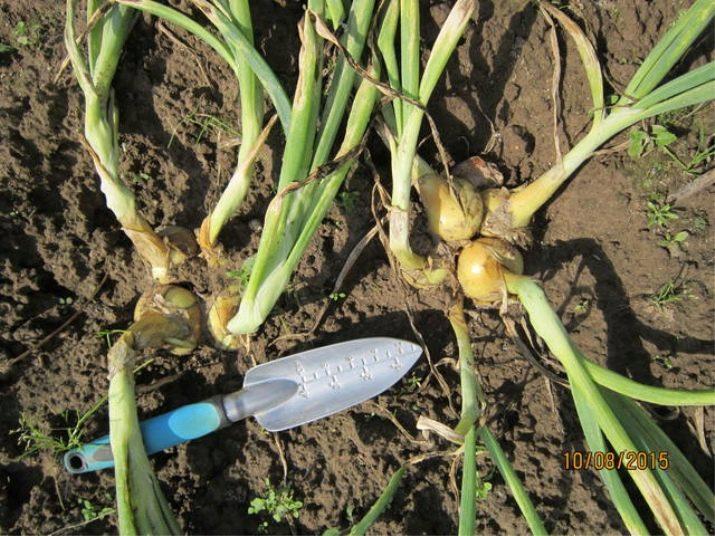 หัวหอมตระกูล