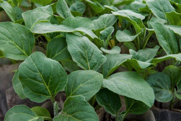 การปลูกมะเขือยาว