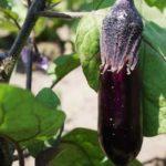 ผลมะเขือยาว