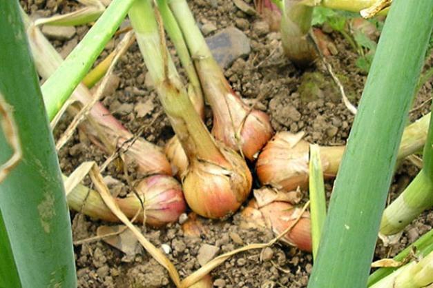 หัวหอมตระกูล