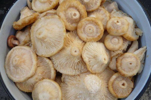 transformation des champignons