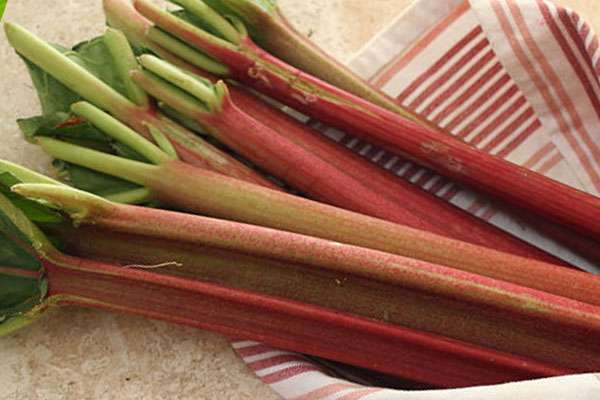 tiges de rhubarbe