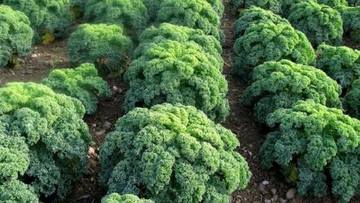 brocoli dans le jardin