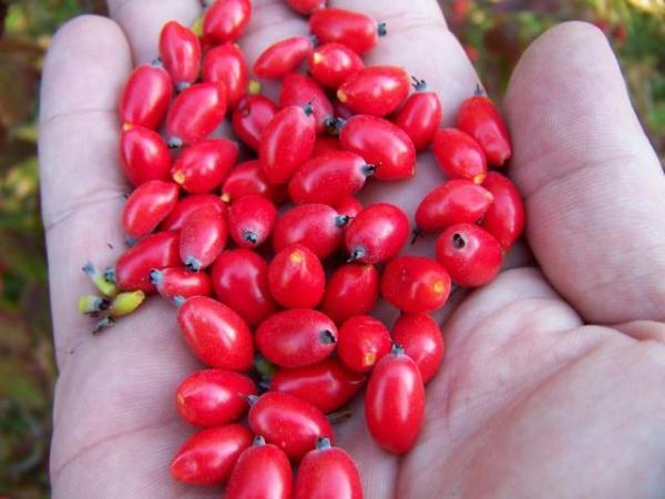 ผลด็อกวูด