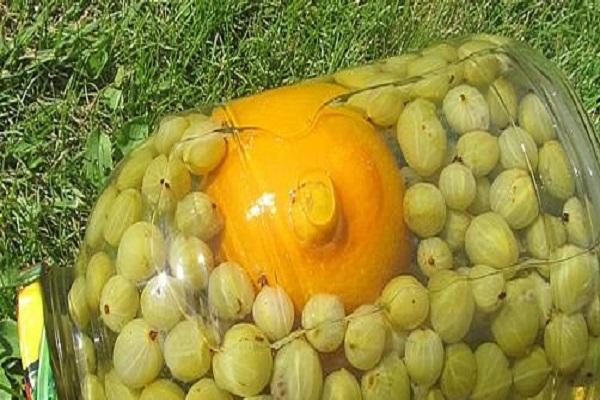 คอมโพทลูกเกด