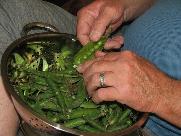 congeler des petits pois