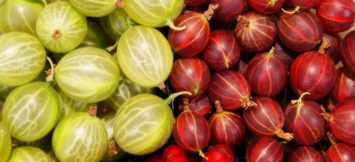 ลูกเกดฝรั่งหลากชนิด