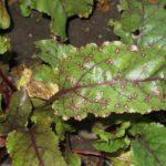 หัวบีทรูทที่เป็นโรค