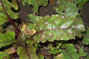 หากใบบีทรูทมีจุดปกคลุม จะทำอย่างไร เหตุใดจึงเกิดขึ้น และจะรักษาอย่างไร