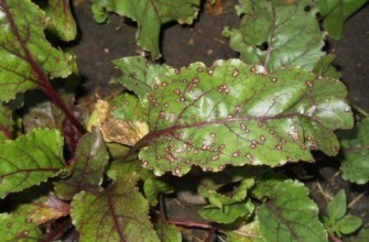 หัวบีทรูทที่เป็นโรค