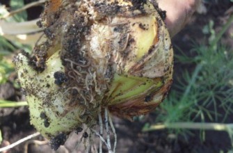 หนอนบนหัวหอม