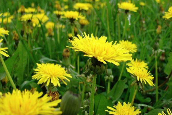 Décoction de pissenlit