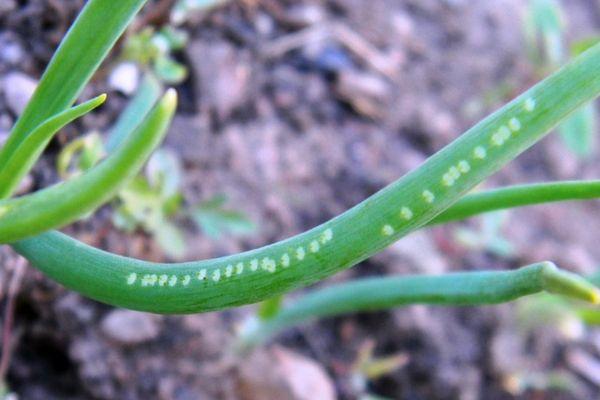 Maladies de l'oignon