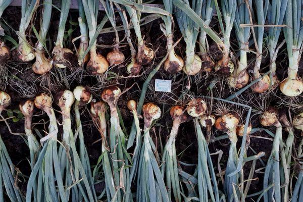 Oignons déterrés