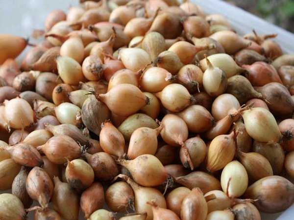 หัวหอมเทเนส