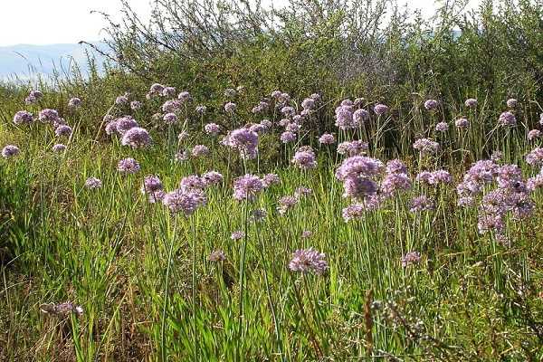 หัวหอมพูชูที่แก่แล้ว