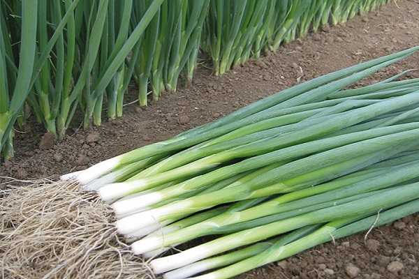 ไฮบริดคาโอบา