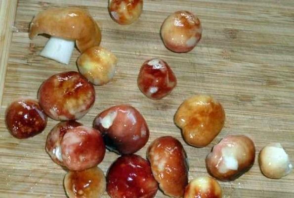 การล้างรัสซูลา