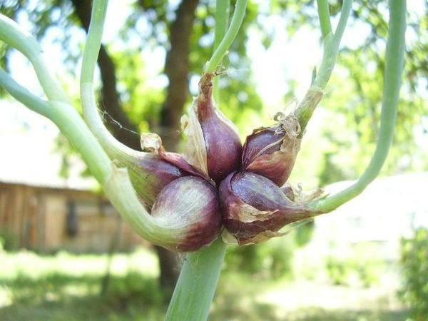 หัวหอมหลายชั้น