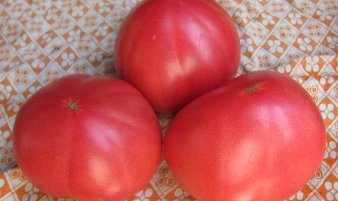 tomates charnues