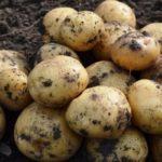 การเก็บเกี่ยวมันฝรั่ง