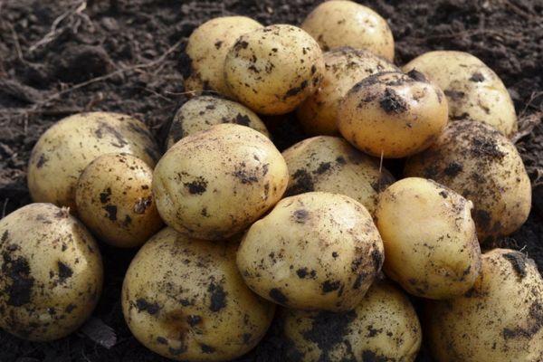 การเก็บเกี่ยวมันฝรั่ง