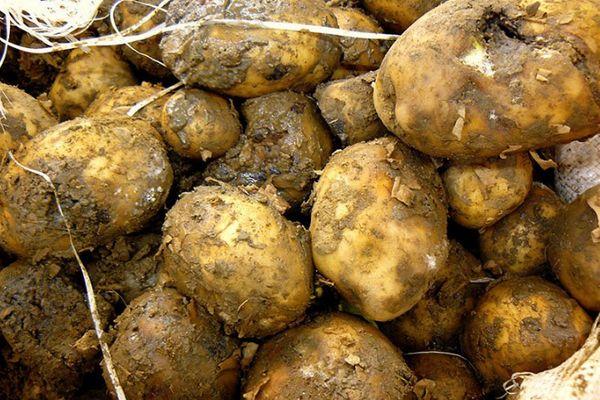 ผลไม้เน่า