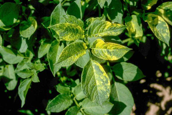 โรคไวรัส