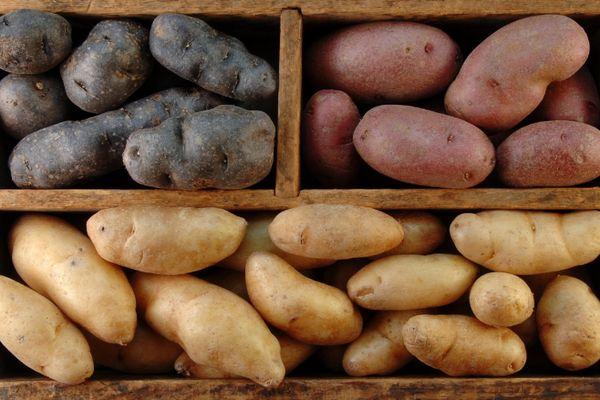 พันธุ์มันฝรั่ง