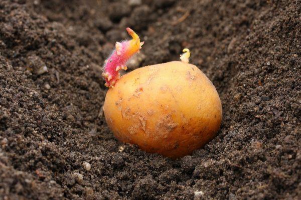 วิธีการปลูก