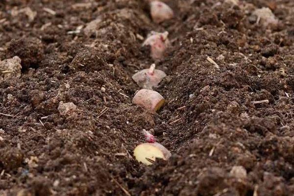 เมล็ดมันฝรั่ง