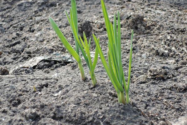 Pousses d'ail