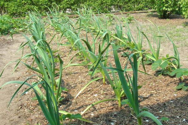 L'ail dans le jardin