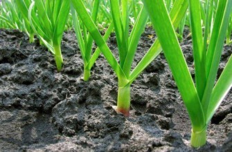 การปลูกกระเทียม