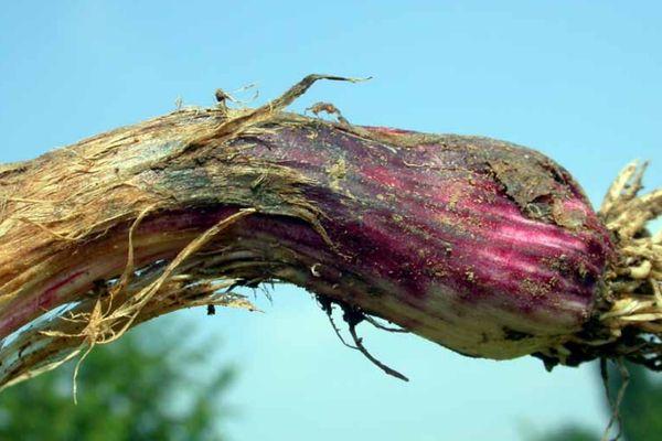 pourriture bactérienne