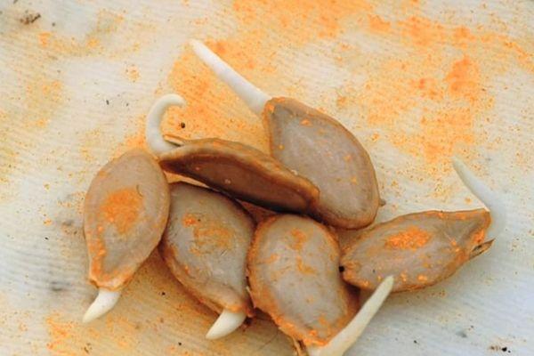 เมล็ดฟักทอง