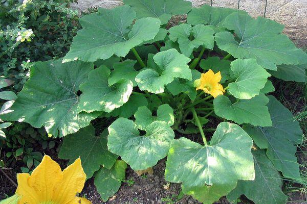 ใบฟักทอง