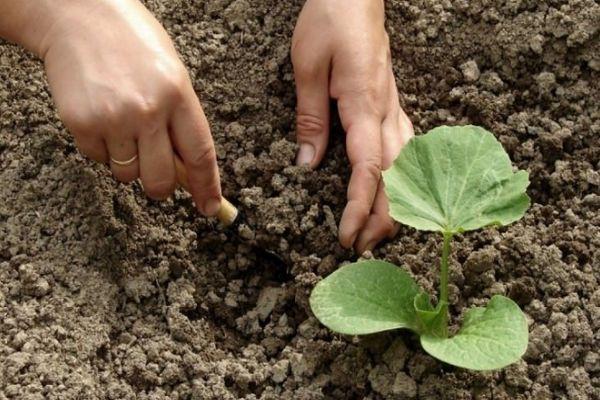 การดูแลฟักทอง