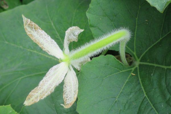 รังไข่ฟักทอง