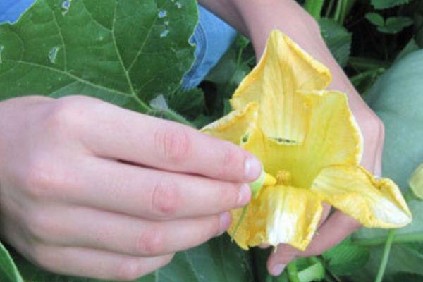 ดอกฟักทอง