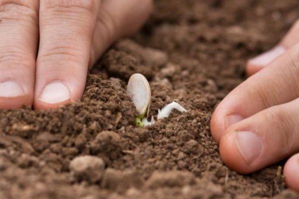 ถั่วงอกฟักทอง