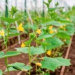 การปลูกฟักทอง