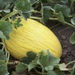 แตงโมลูกใหญ่