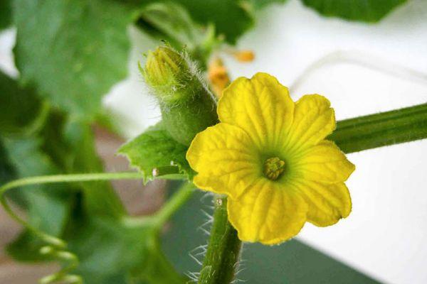 ดอกแตงโม