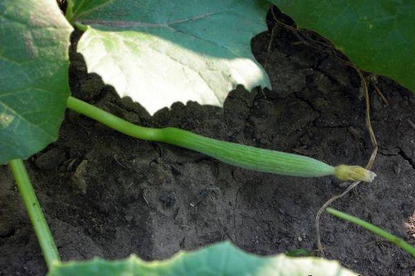 รังไข่ของแตงโม